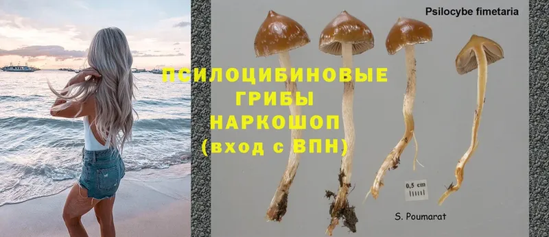 Псилоцибиновые грибы Psilocybe  Вилючинск 